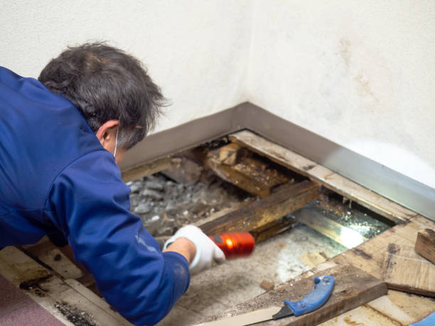 Best Commercial Mold Removal  in Allentown, NJ