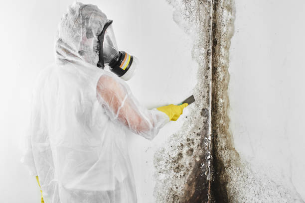 Best Attic Mold Removal  in Allentown, NJ