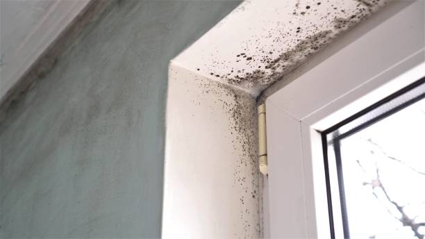 Allentown, NJ Mold Removal Company