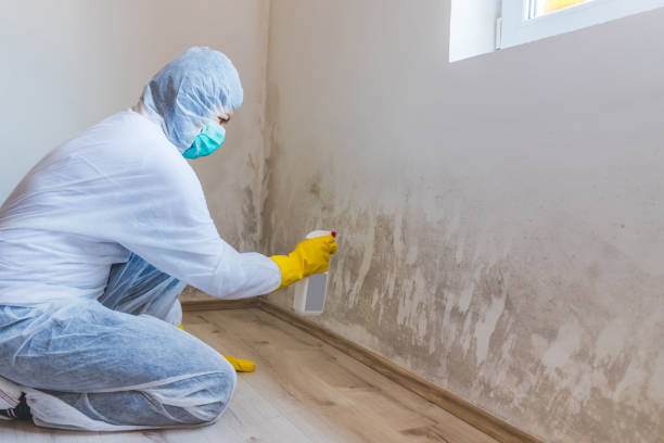 Best Professional Mold Removal  in Allentown, NJ