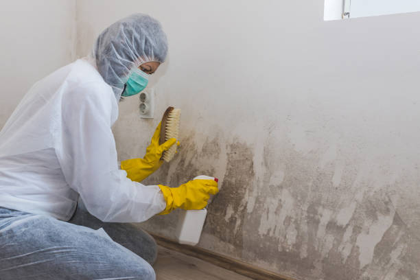 Best Mold Remediation  in Allentown, NJ
