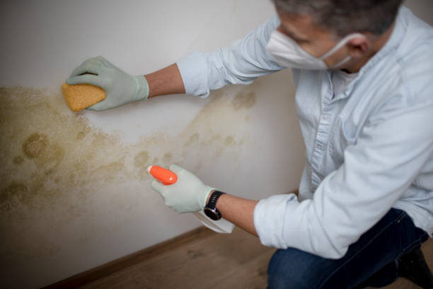Best Office Mold Removal Services  in Allentown, NJ