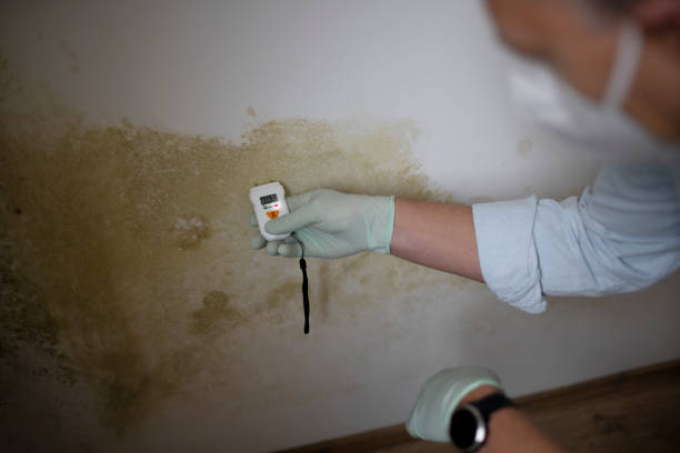 Best Residential Mold Removal  in Allentown, NJ