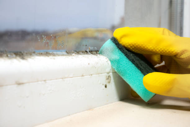 Best Mold Cleaning Services  in Allentown, NJ