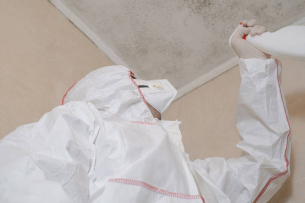 Best Local Mold Removal Service  in Allentown, NJ