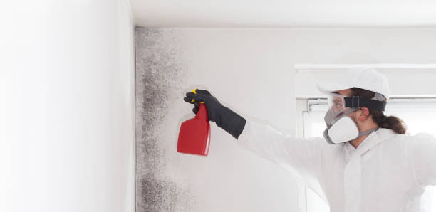 Best Mold Damage Repair  in Allentown, NJ
