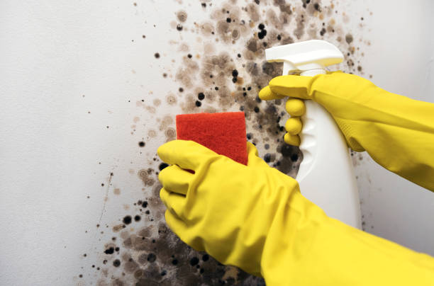 Best Mold Remediation Experts  in Allentown, NJ